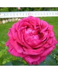 Rosa La Rose des 4 Vents 